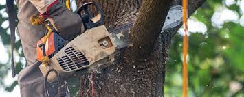 Best Tree Risk Assessment  in Whispering Pines, NC