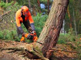 How Our Tree Care Process Works  in  Whispering Pines, NC