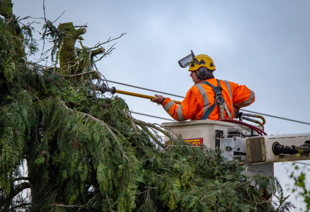 Best Arborist Consultation Services  in Whispering Pines, NC