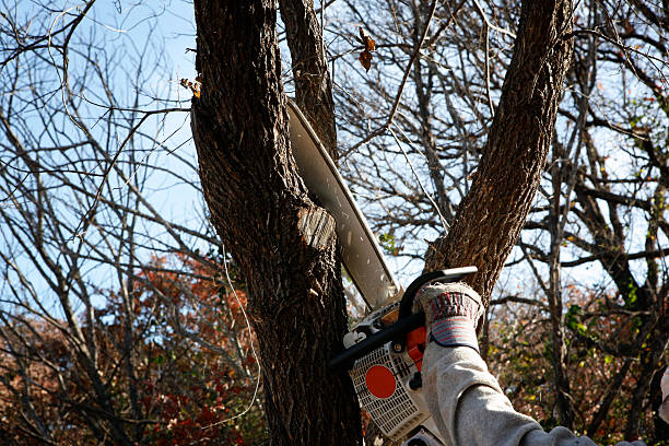 Best Tree Trimming and Pruning  in Whispering Pines, NC