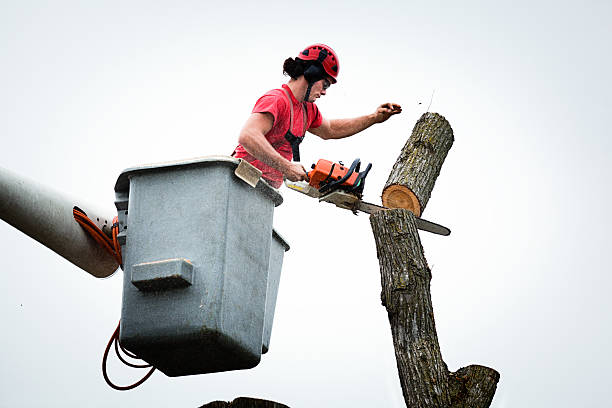 Best Tree and Shrub Care  in Whispering Pines, NC