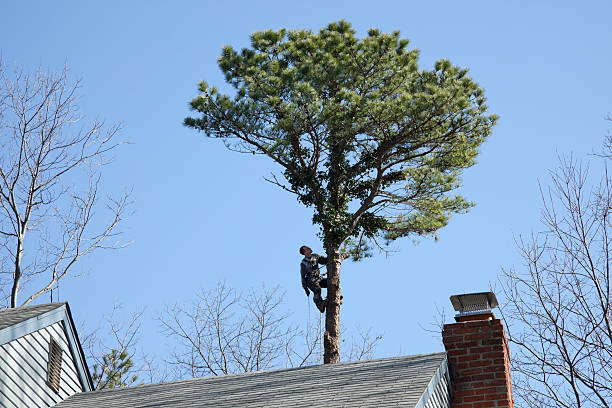 Best Tree Preservation Services  in Whispering Pines, NC