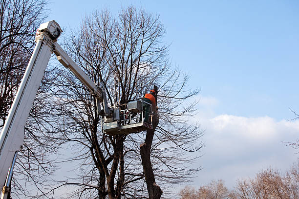 Best Emergency Tree Removal  in Whispering Pines, NC